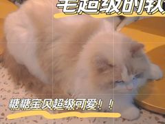 -Promise 国风宠物空间(上邦百汇城店)