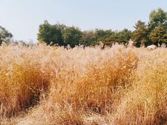 -东升八家郊野公园
