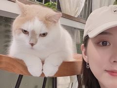 -IYO矮哟猫主题休闲馆·猫咖(南山店)