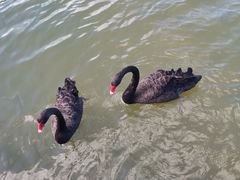 -五缘湾湿地公园