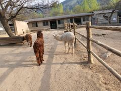 -西安秦岭野生动物园