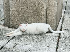 -鼓岭旅游度假区