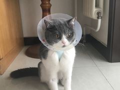 -纳吉亚猫专科动物医院博雅分院