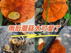 -北京鹫峰国家森林公园