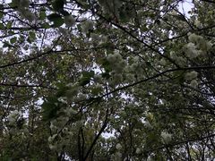 -高东镇樱花园