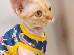 -Heymao猫咖.咖啡厅(东门店)
