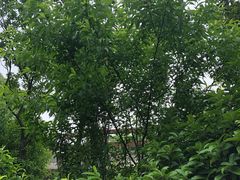 景点-杭州半山国家森林公园