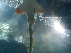 -东方明珠老上海8号餐厅(东方明珠广播电视塔店)