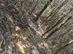 -广州市石门国家森林公园