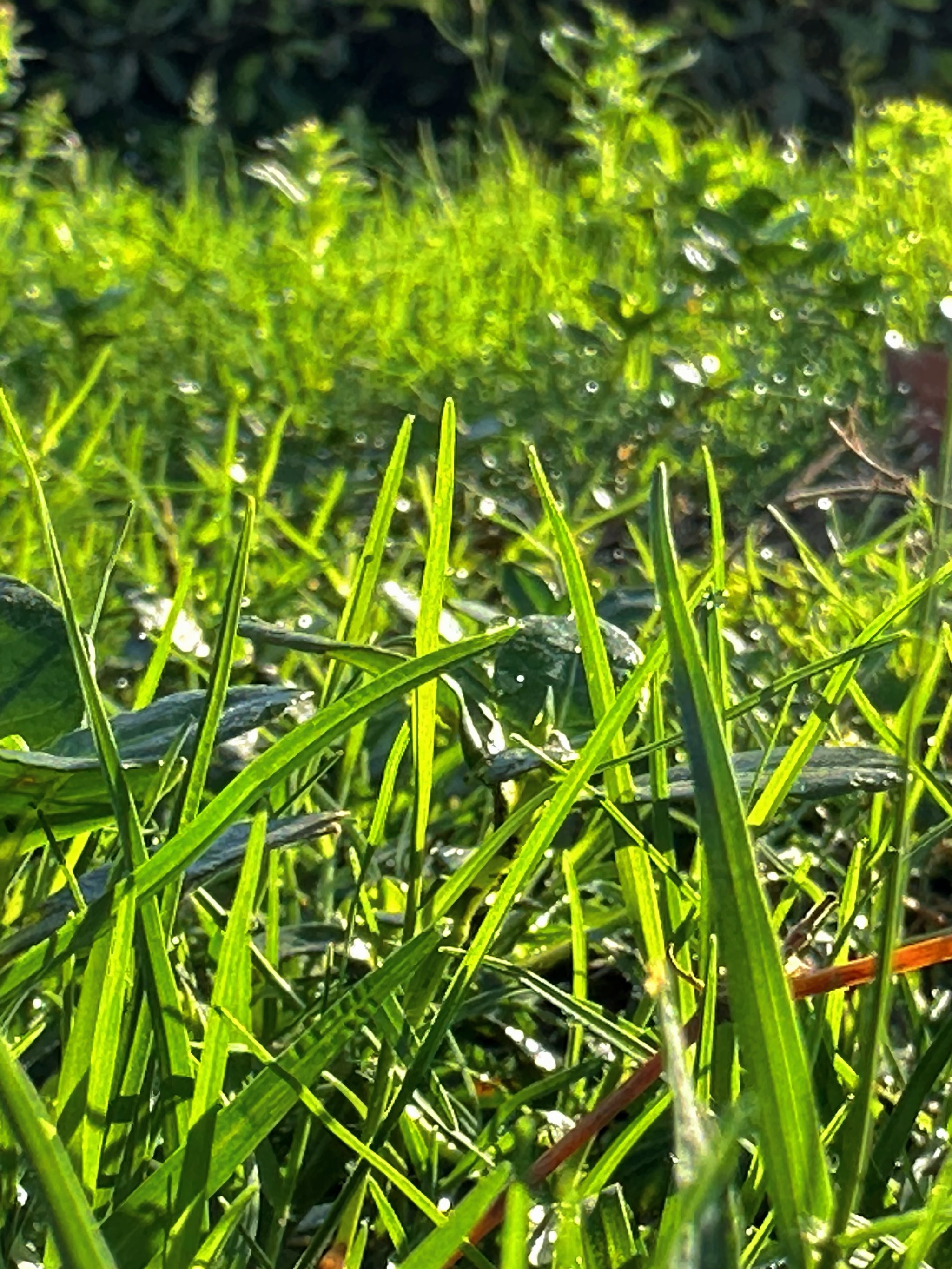 雨后清晨昼风图片