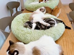 -有喵·猫咖·狗咖·30几只猫10只小狗(岗厦店)