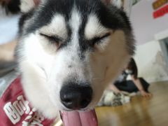 -Husky Go! 哈士奇体验馆·宠物咖啡厅狗咖