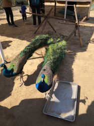 -萌宠亲子动物乐园(槐房万达店)