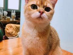 -猫小院猫主题餐厅(三里屯店)