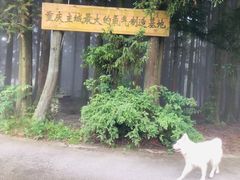 -武陵山森林公园