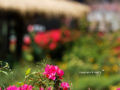 -优游吧斯邹族文化部落