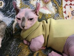 -平行世界·猫咖(首经贸店)