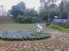 -光明小镇欢乐田园