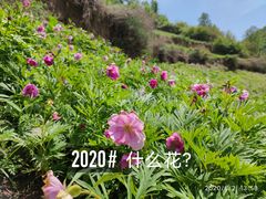 -云顶山风景区