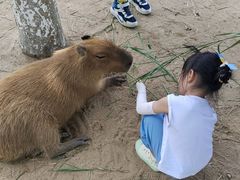 -西霞口神雕山野生动物世界
