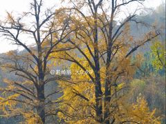 -千年银杏谷文化旅游区