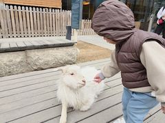 -廊坊固安福朋喜来登酒店