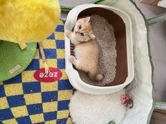 -momokira米努特·德文卷毛猫·棉花面纱犬