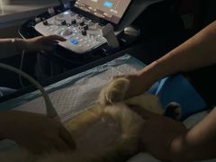 -谐和贝康宠物医院24小时·宠保定点(急重症转诊中心)