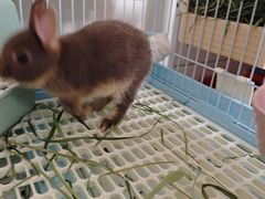 -宠物兔专门店(天丰利市场店)