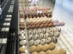 -BLACKSWAN黑天鹅(环球店)