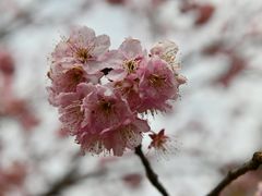 -顾村公园