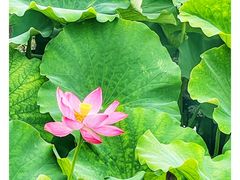 -荷塘月色湿地公园·向阳花洲