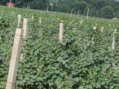 -北京张裕爱斐堡酒庄