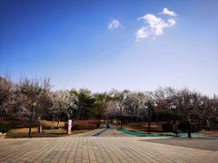 -大望京公园