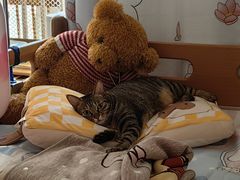 -瑞派康怡24h宠物医院·犬猫医疗中心·微创绝育(瑞景分院)