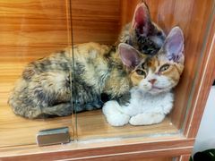 -猫十亿·布偶金渐层·曼基康矮脚猫舍(青年路店)