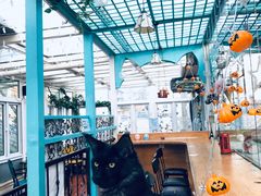 -猫小院猫主题咖啡厅(北锣店)