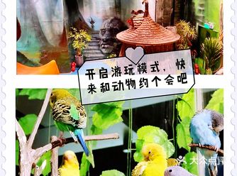 开启游玩模式，快来和动物约个会吧