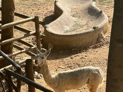 -泉州海丝野生动物世界