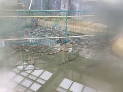 -中国扬子鳄村