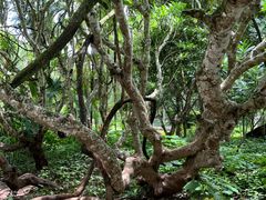-中国科学院西双版纳热带植物园