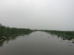-微山湖红荷湿地景区