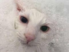 -PETKIT小佩宠物(古北店)
