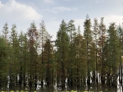 -白鹭湾湿地公园