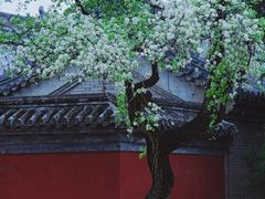 -颐和园