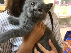 -lincat·猫舍(广州店)