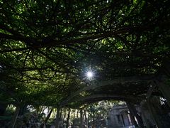 -叶家花园