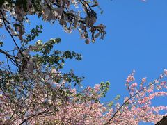 -火炉山森林公园