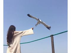 -长岛万鸟岛