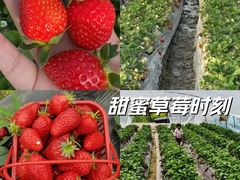 -喜杨洋草莓采摘园